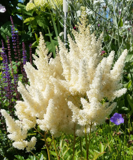 Spierstruik - Astilbe 'Weisse Gloria'