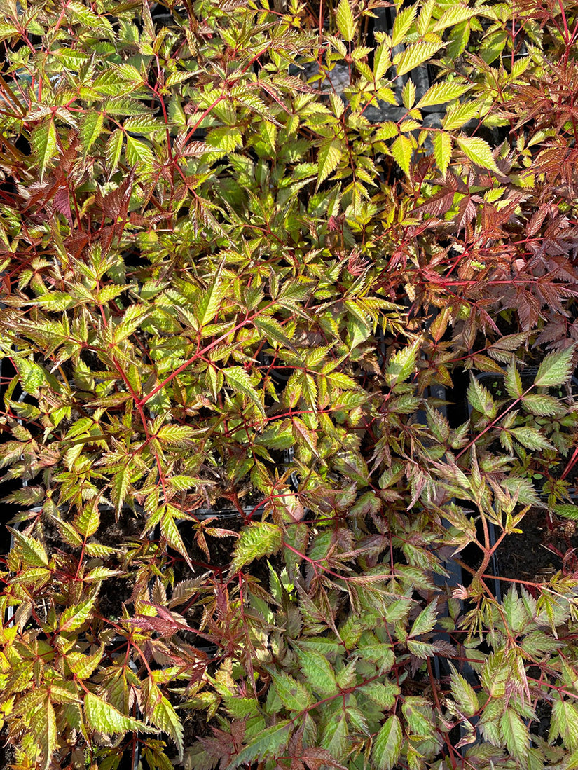 Pluimspirea - Astilbe 'Deutschland' blad