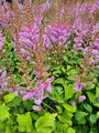 Pluimspirea - Astilbe Arendsii 'Pink'