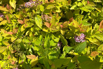 Spierstruik - Spiraea japonica 'Golden Princess'