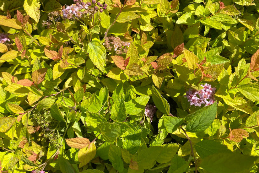 Spierstruik - Spiraea japonica 'Golden Princess'