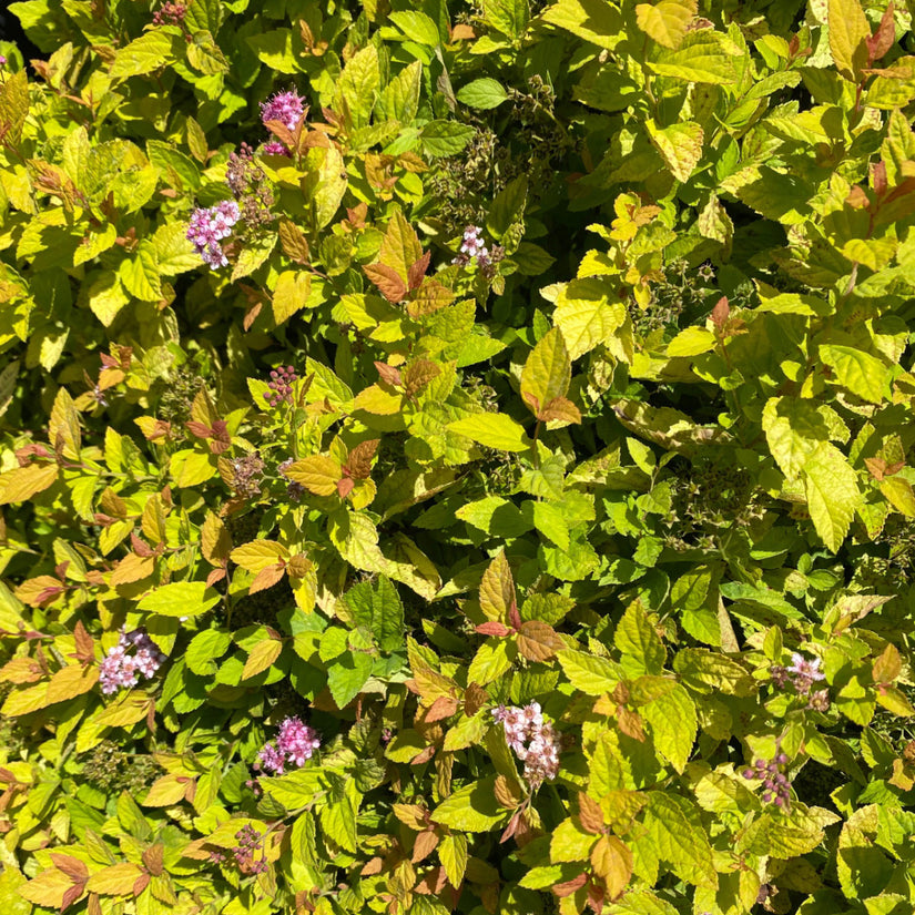 Spierstruik - Spiraea japonica 'Golden Princess' in bloei