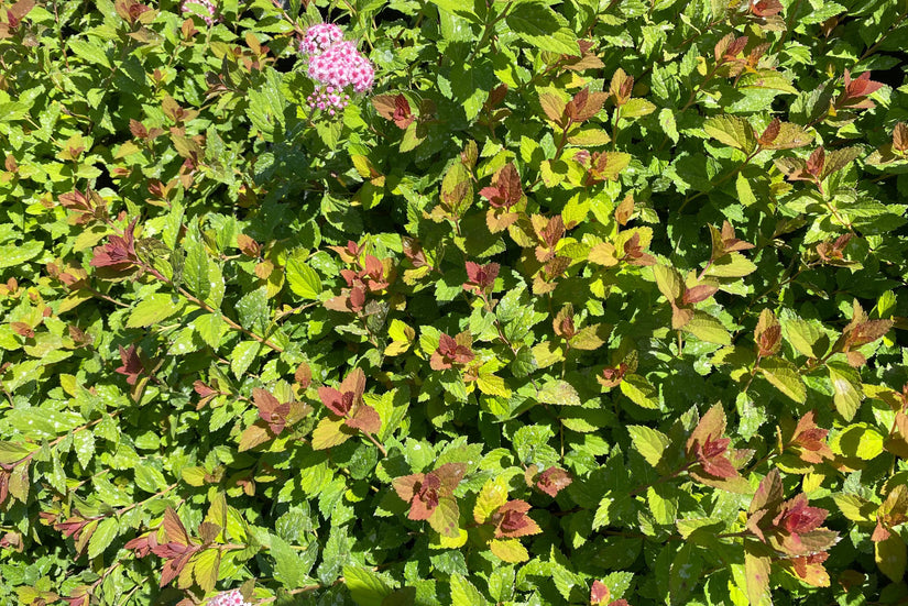 Spierstruik - Spiraea japonica 'Sparkling Champagne'