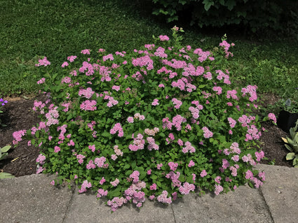 Spierstruik - Spiraea japonica 'Little Princess' kleine dwergstruik