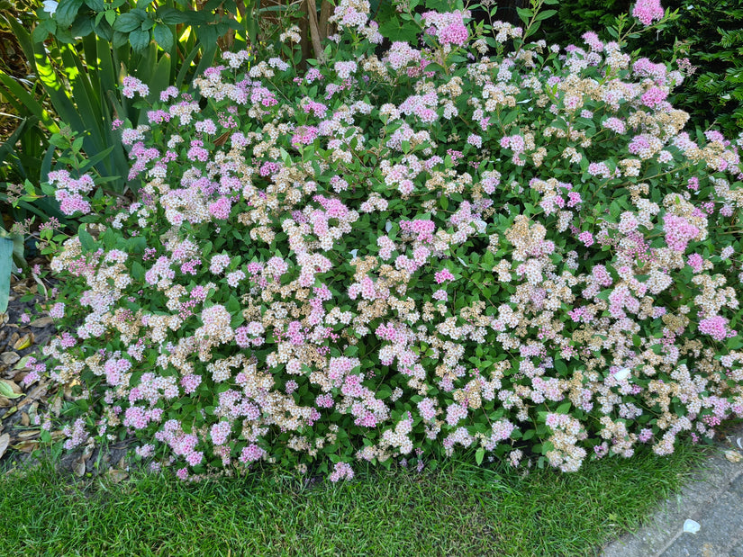 Spierstruik - Spiraea japonica 'Nana'