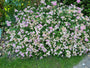 Spierstruik - Spiraea japonica 'Nana'