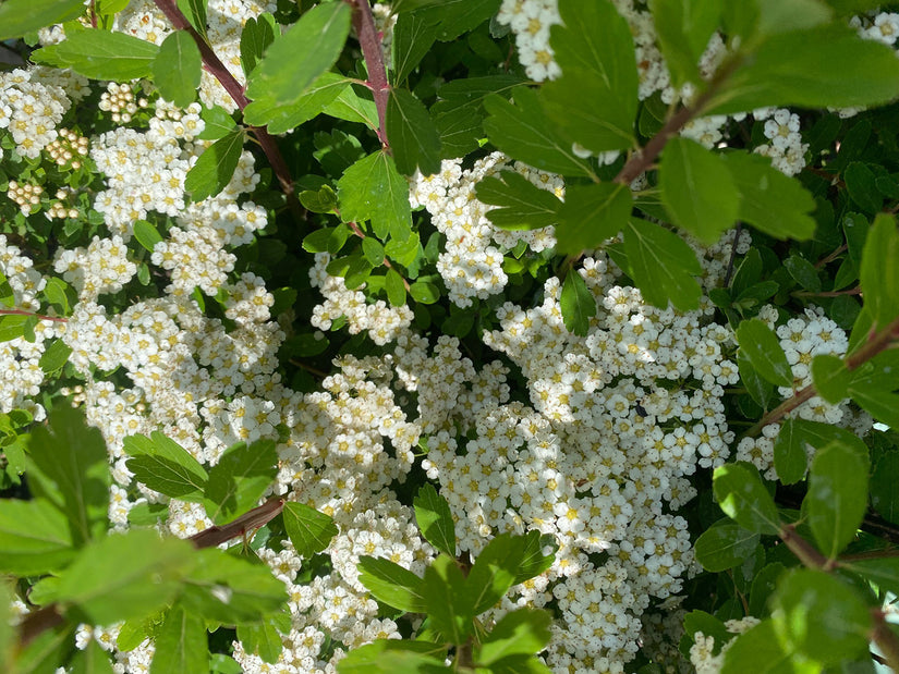 Spierstruik - Spiraea nipponica 'June Bride'