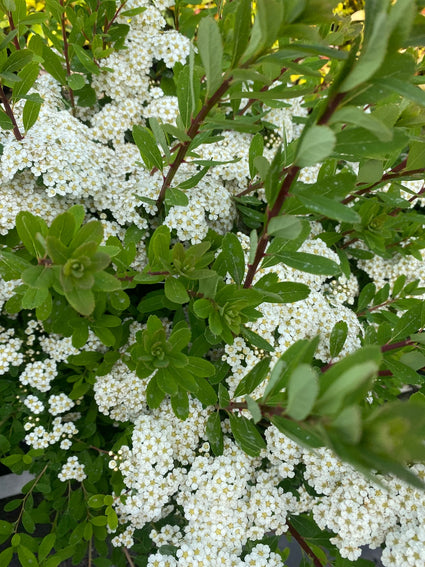 Spierstruik - Spirea Nipponica 'Snowmound' in bloei