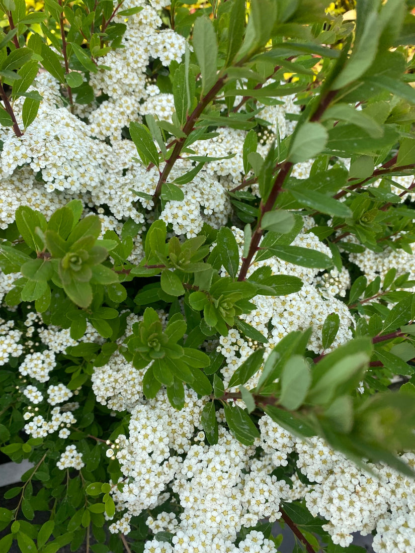 Spierstruik - Spirea Nipponica 'Snowmound' in bloei