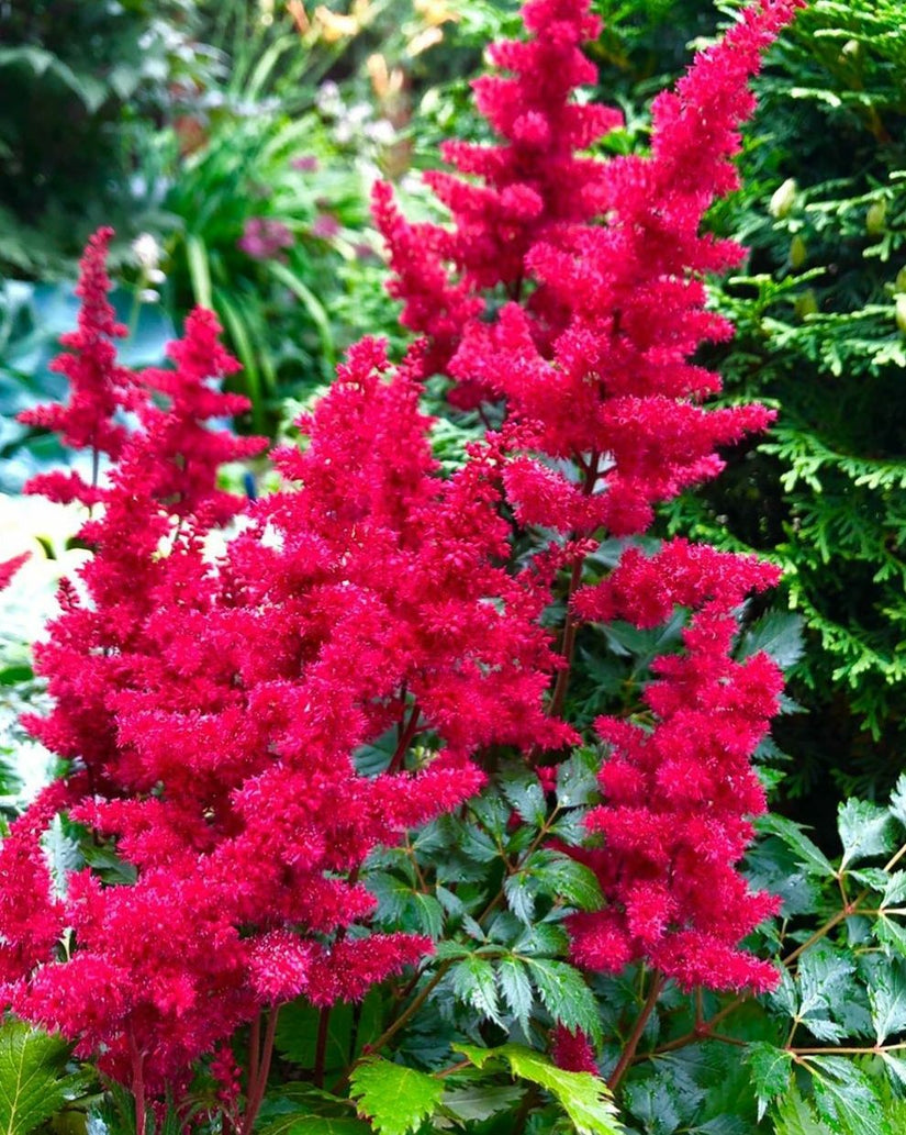 Spierstruik - Astilbe