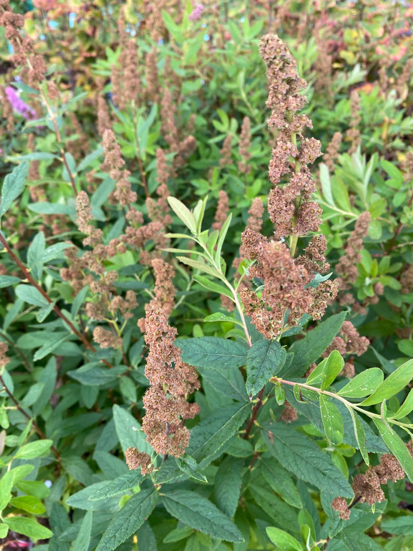 Struikspirea - Spiraea x billiardii in de herfst