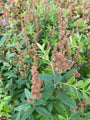 Struikspirea - Spiraea x billiardii in de herfst