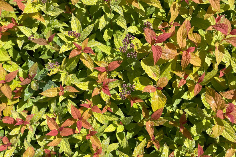 Spiraea japonica 'Goldflame'