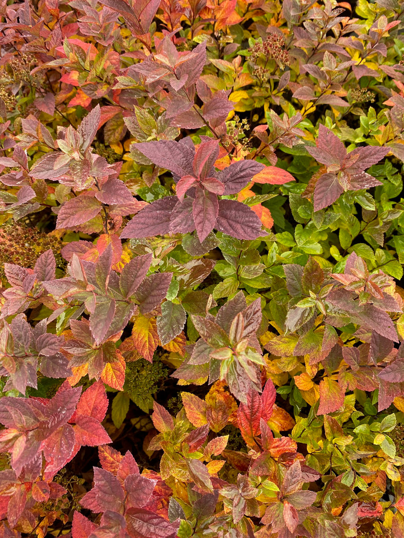 Herfstkleuren Spiraea japonica 'Manon'