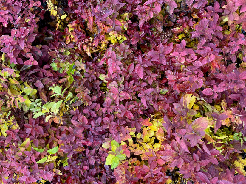 Herfstkleuren Spiraea japonica Zen'Spirit Caramel