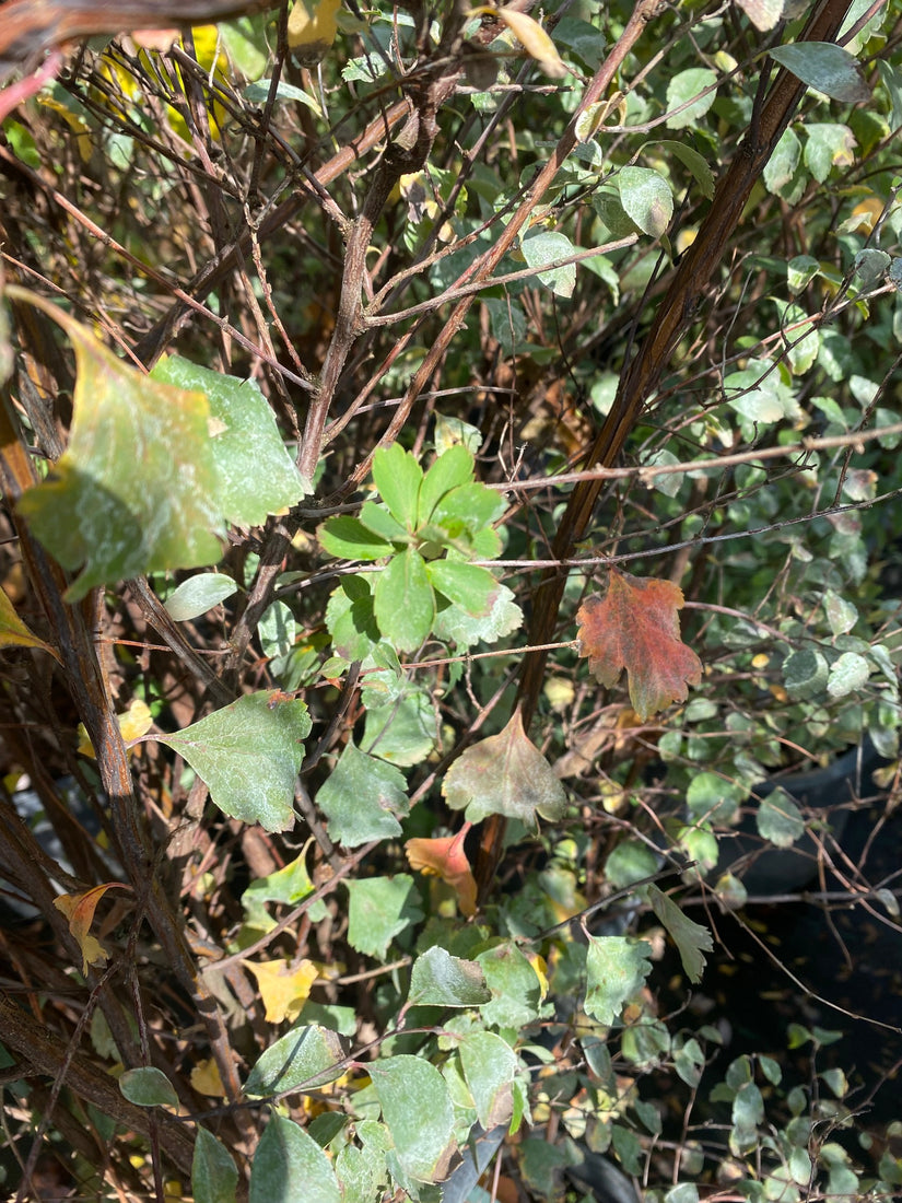 Struikspirea - Spiraea vanhouttei in de herfst