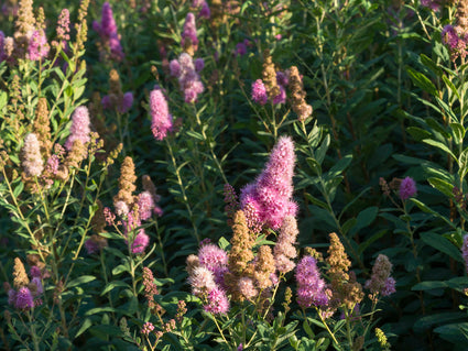 Spiraea x billiardii in bloei