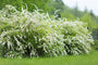 Spiraea x cinerea 'Grefsheim' in bloei