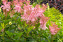 Spirea-Filipendula-rubra-Venusta.jpg