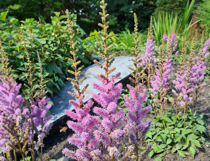 Roze bloeiende halfschaduw schaduwplanten border