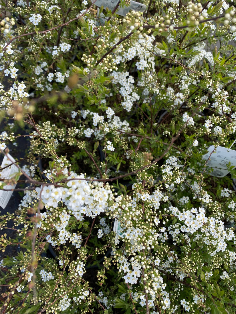 Spiraea cinerea 'Grefsheim'