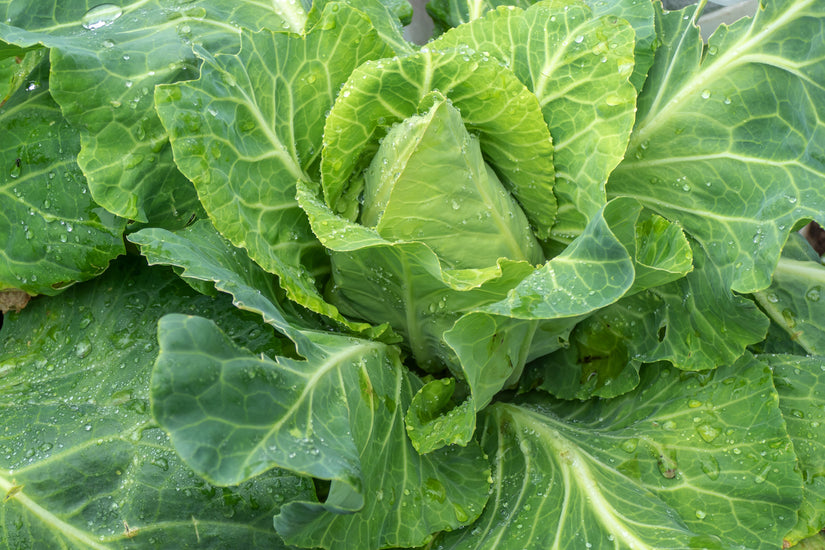 Spitskool - Brassica oleracea capitata alba conica