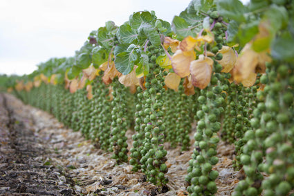 Spruitkool - Brassica oleracea oleracea gemmifera (groen)