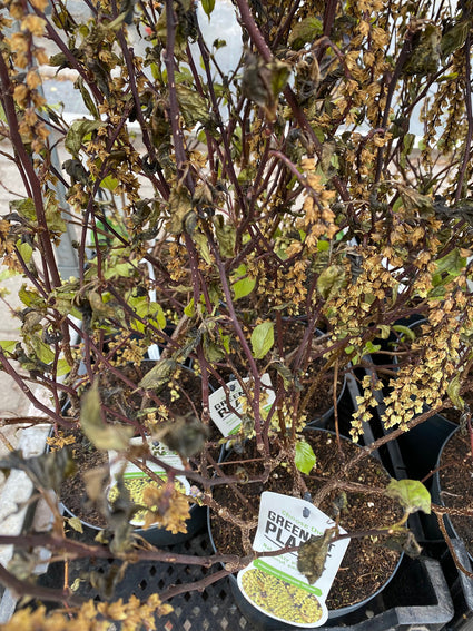 Staartaar - Stachyurus chinensis 'Celina'