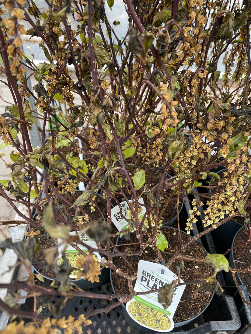 Staartaar - Stachyurus chinensis 'Celina'