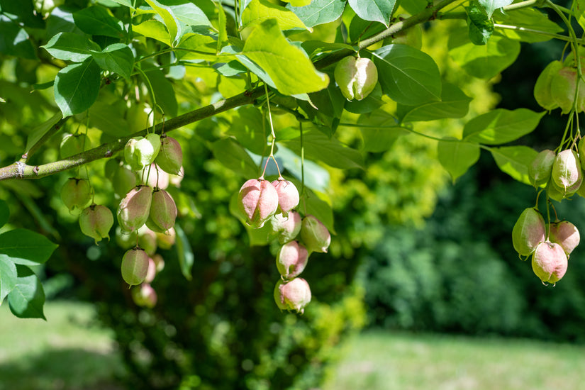 Staphylea pinnata - vruchten