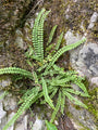 Steenbekvaren - Asplenium trichomanes