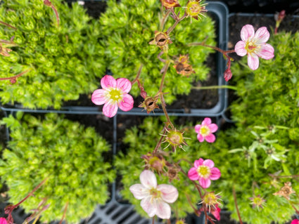 Steenbreek - Saxifraga arendsii 'Pixie Pan Red'