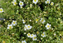 Steenbreek-Saxifraga-arendsii-Touran-Big-White.jpeg