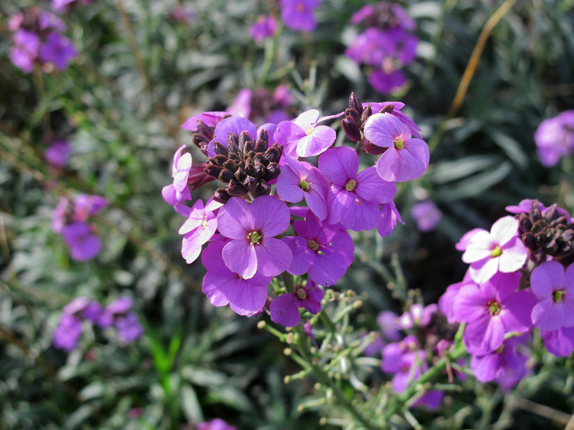 Steenraket - Erysimum linifolium 'Bowles Mauve' tuinplanten