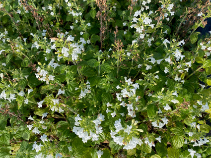 Calamintha nepeta 'Marvelette White' in bloei