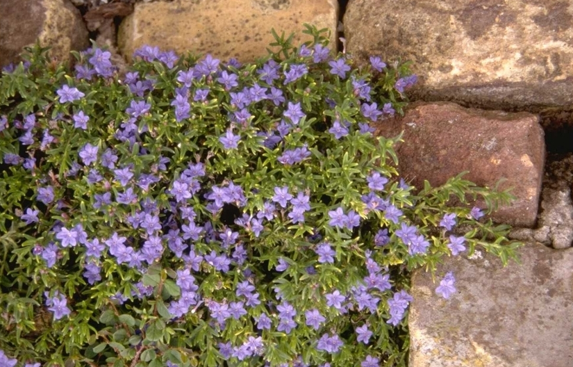 Steenzaad - Lithodora 