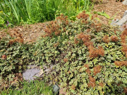 Stekelnootje bodembedekker tuinplanten informatie