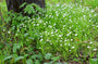 Grasmuur - Stellaria graminea - bodembedekker