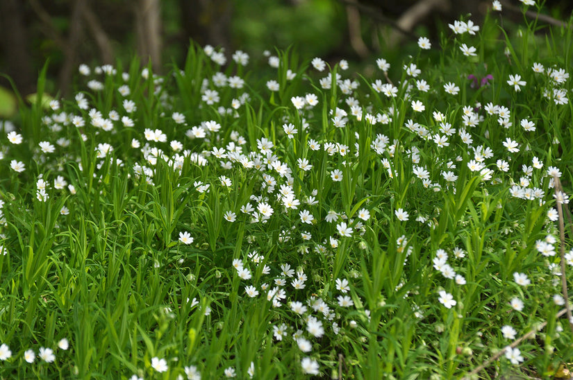 Grote muur - Stellaria holostea - Inheemse plant