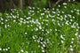 Grote muur - Stellaria holostea - Inheemse plant