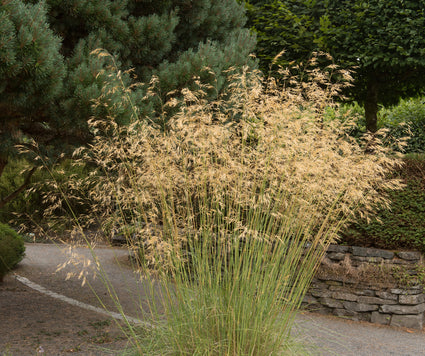 Vedergras - Stipa Gigantea - hoge siergrassen voor een natuurlijke tuin