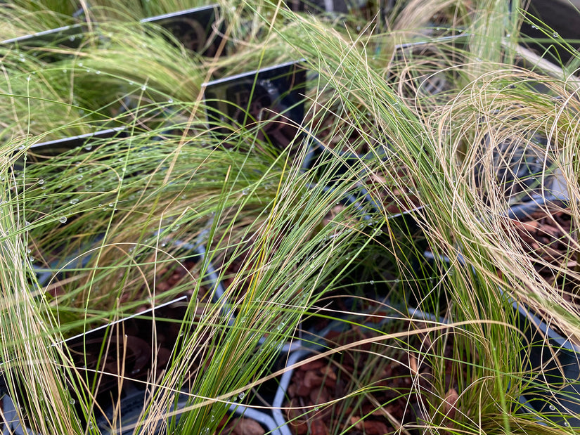 Stipa Tenuifolia 'Ponytails'