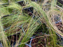 Stipa Tenuifolia 'Ponytails'