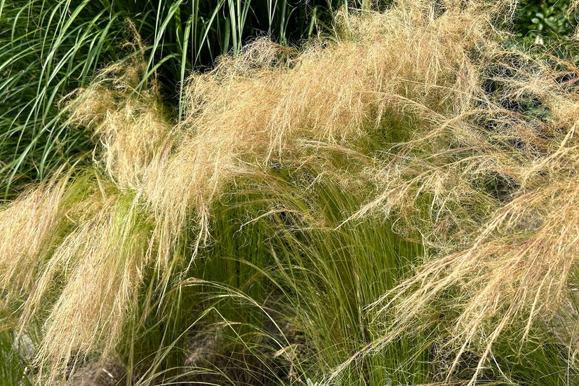 Vedergras - Stipa tenuifolia 'ponytails' Siergras