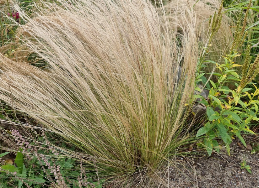 Stipa