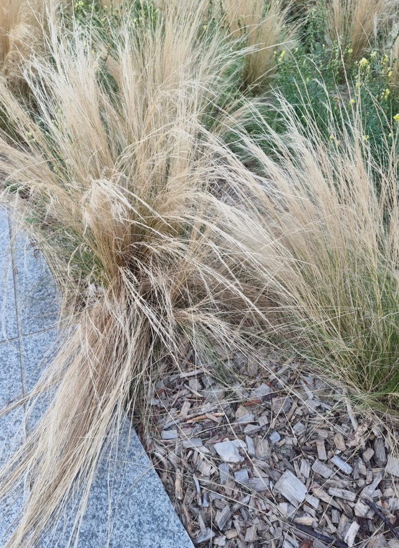 Stipa Verdergras