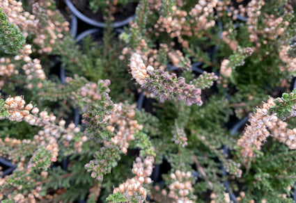 Struikhei - Calluna vulgaris 'Allegro'