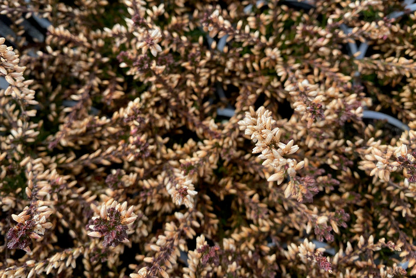 Calluna vulgaris 'Marlies' in maart