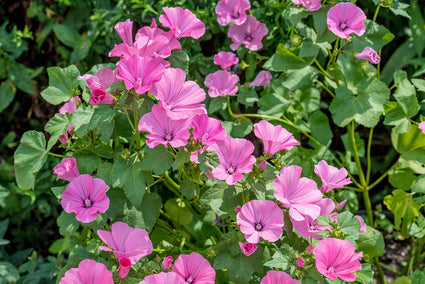 Struikmalva - Lavatera 'Bredon Springs' in bloei