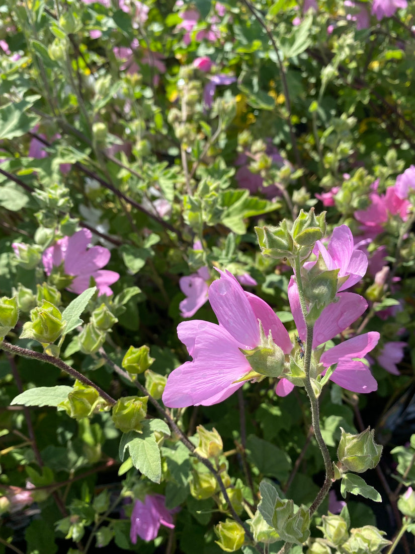 Roze bloei Struikmalva